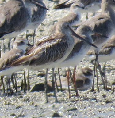 Asian Dowitcher - ML634218548