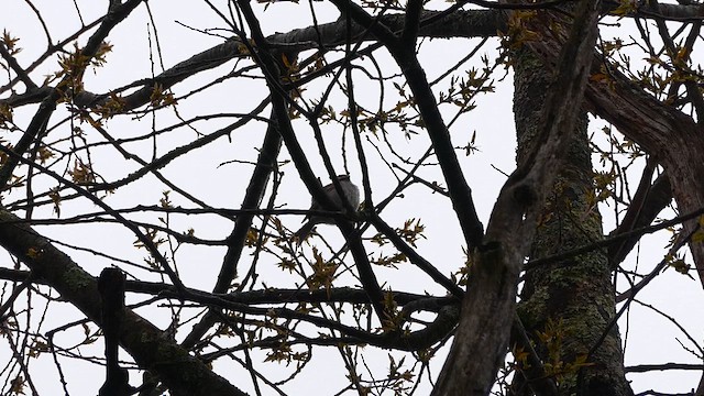 Chipping Sparrow - ML634218587