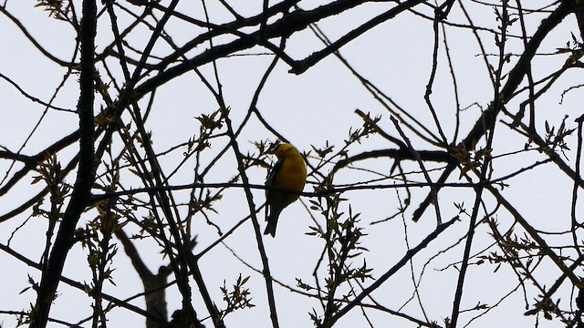 American Goldfinch - ML634218625