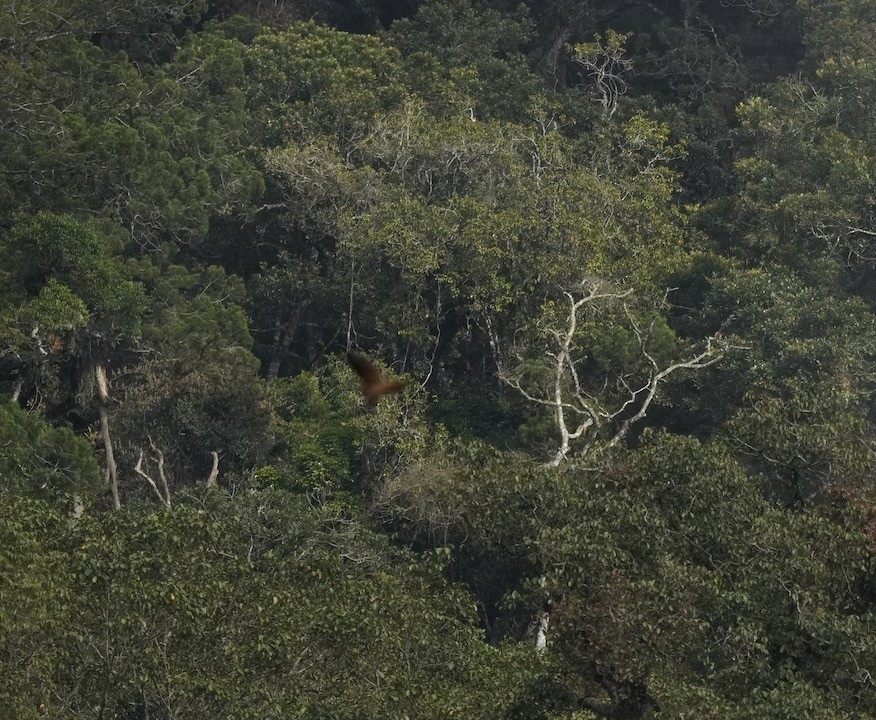 Ruddy Cuckoo-Dove - ML634218637