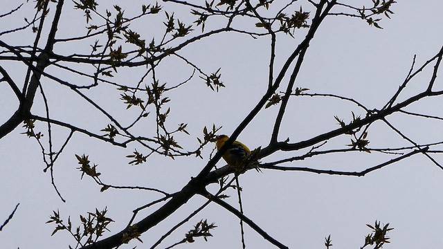 American Goldfinch - ML634218638