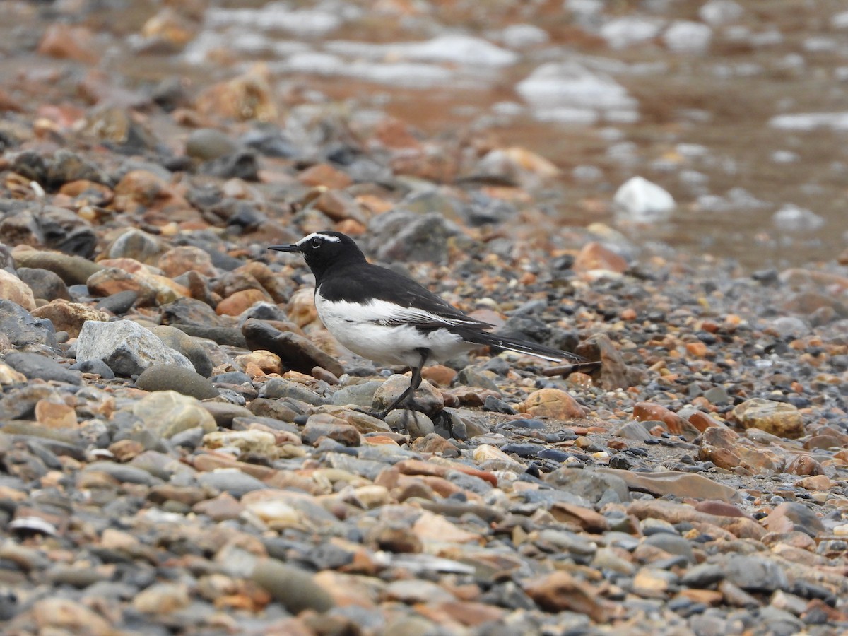 Japanese Wagtail - ML634218642