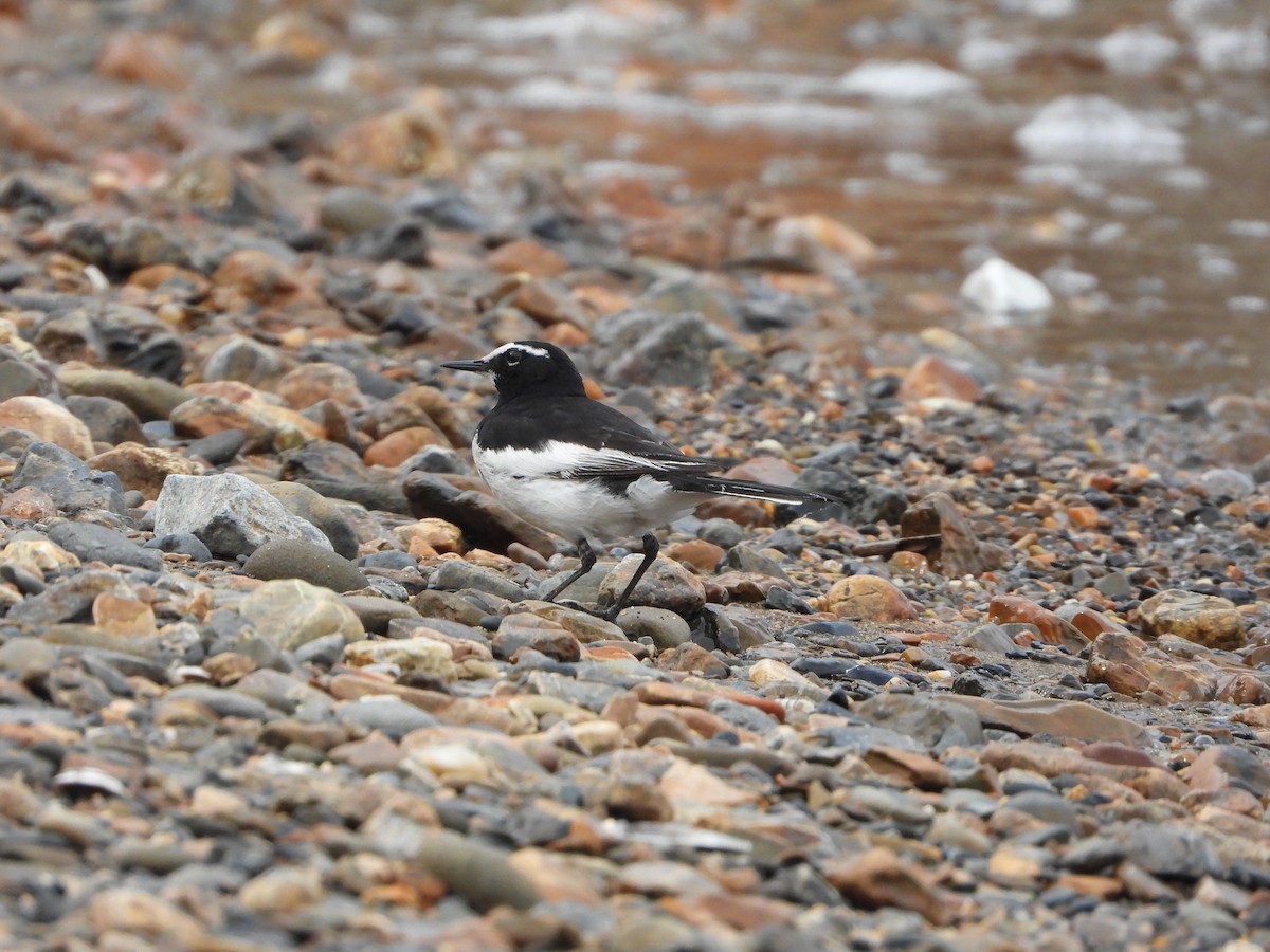 Japanese Wagtail - ML634218643