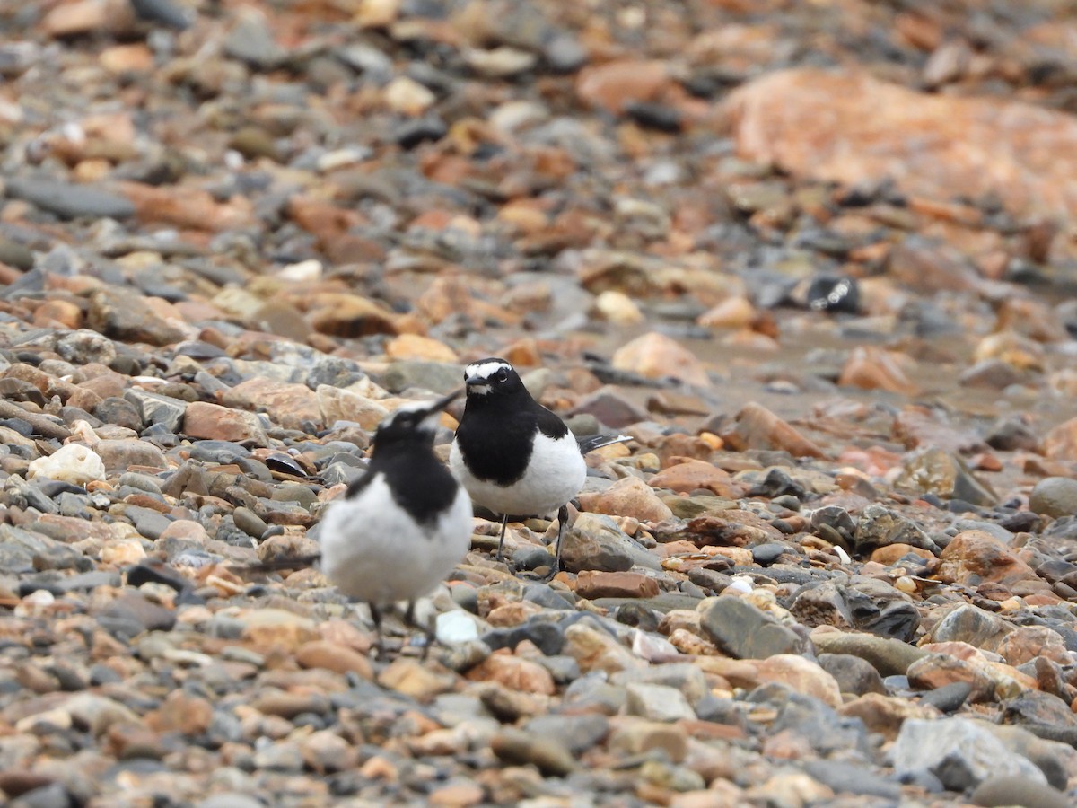 Japanese Wagtail - ML634218644
