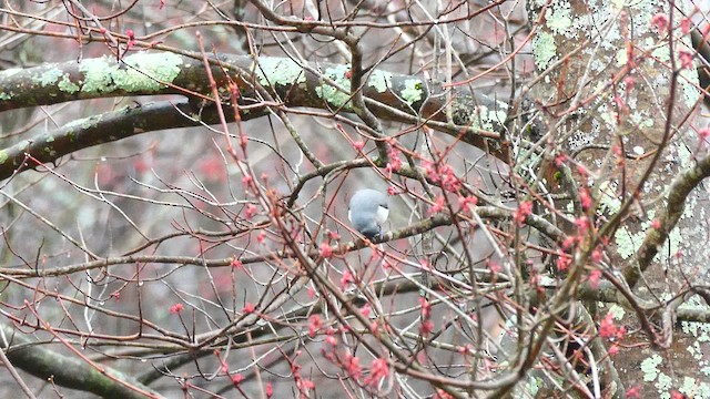 Tufted Titmouse - ML634218659