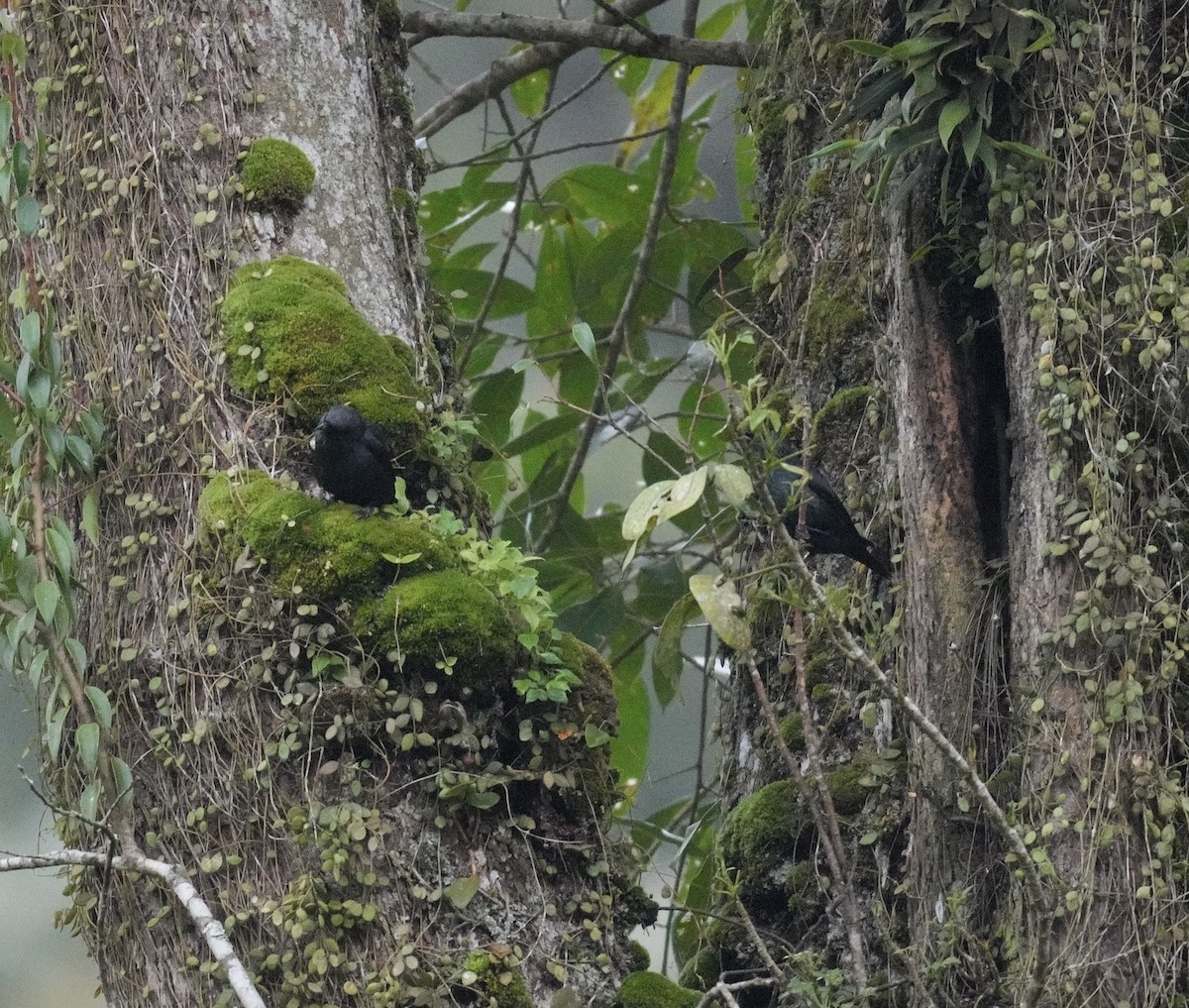 Short-tailed Starling - ML634218663