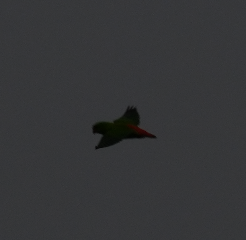 Yellow-throated Hanging-Parrot - ML634218738