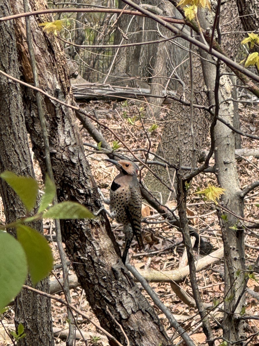 Northern Flicker - ML634218739