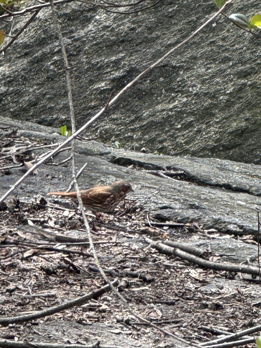 Fox Sparrow - ML634218746
