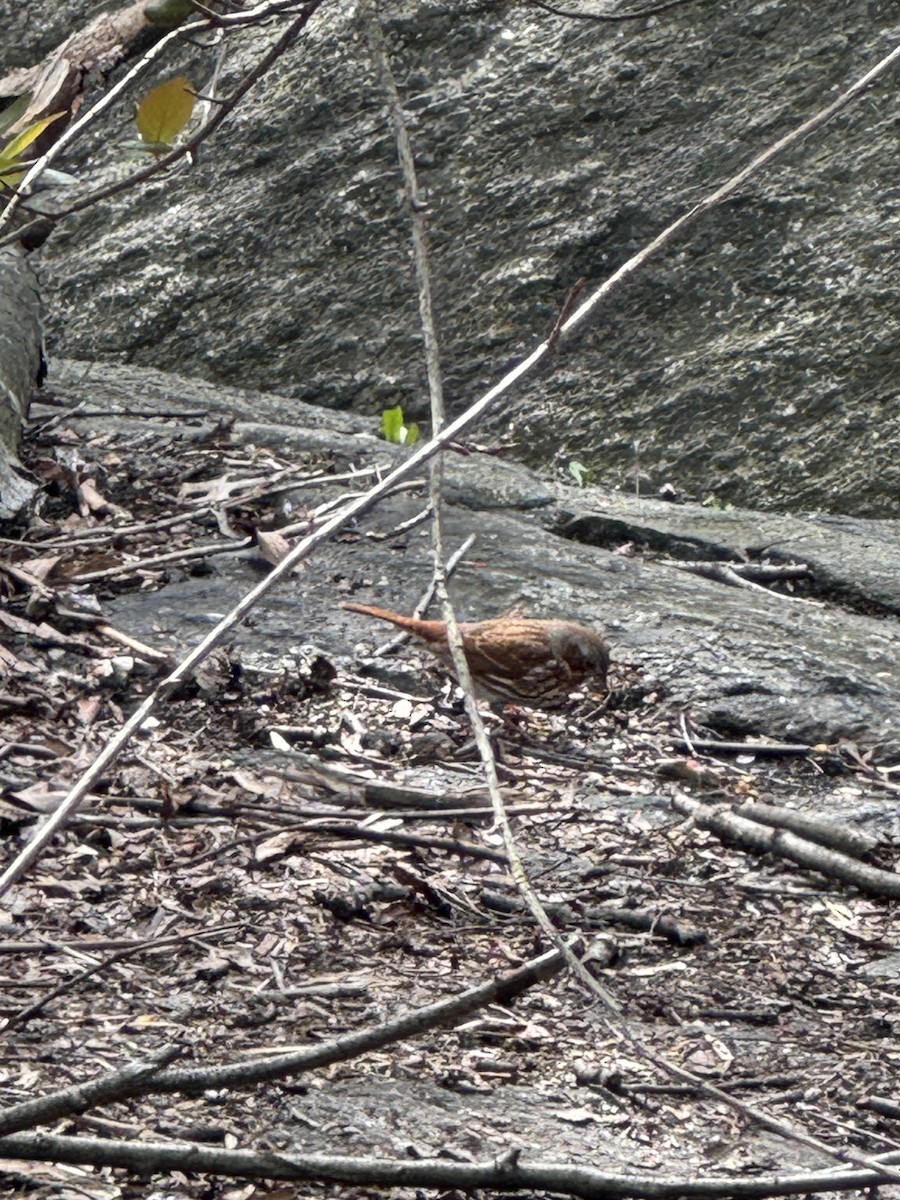 Fox Sparrow - ML634218747