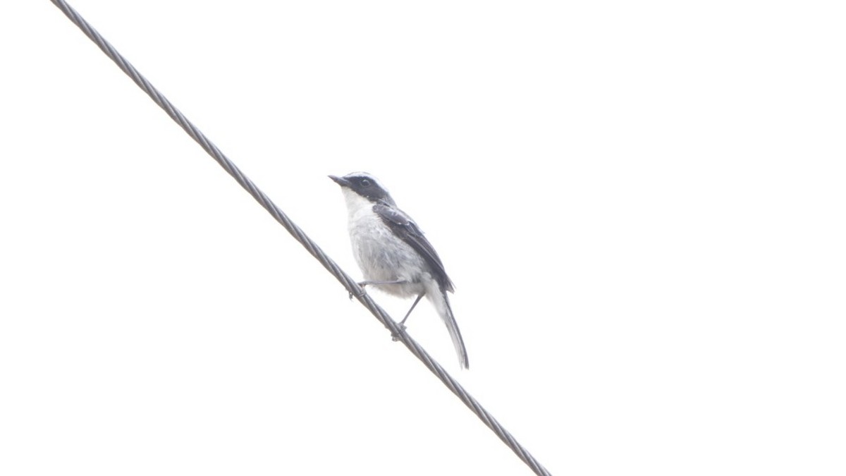 White-browed Shrike-Babbler - ML634218793