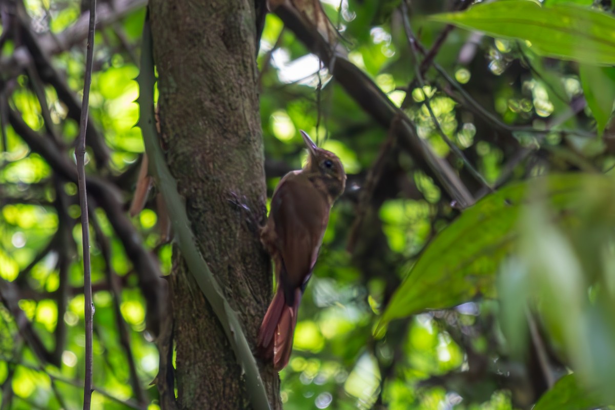 Plain-winged Woodcreeper (Plain-winged) - ML634218806