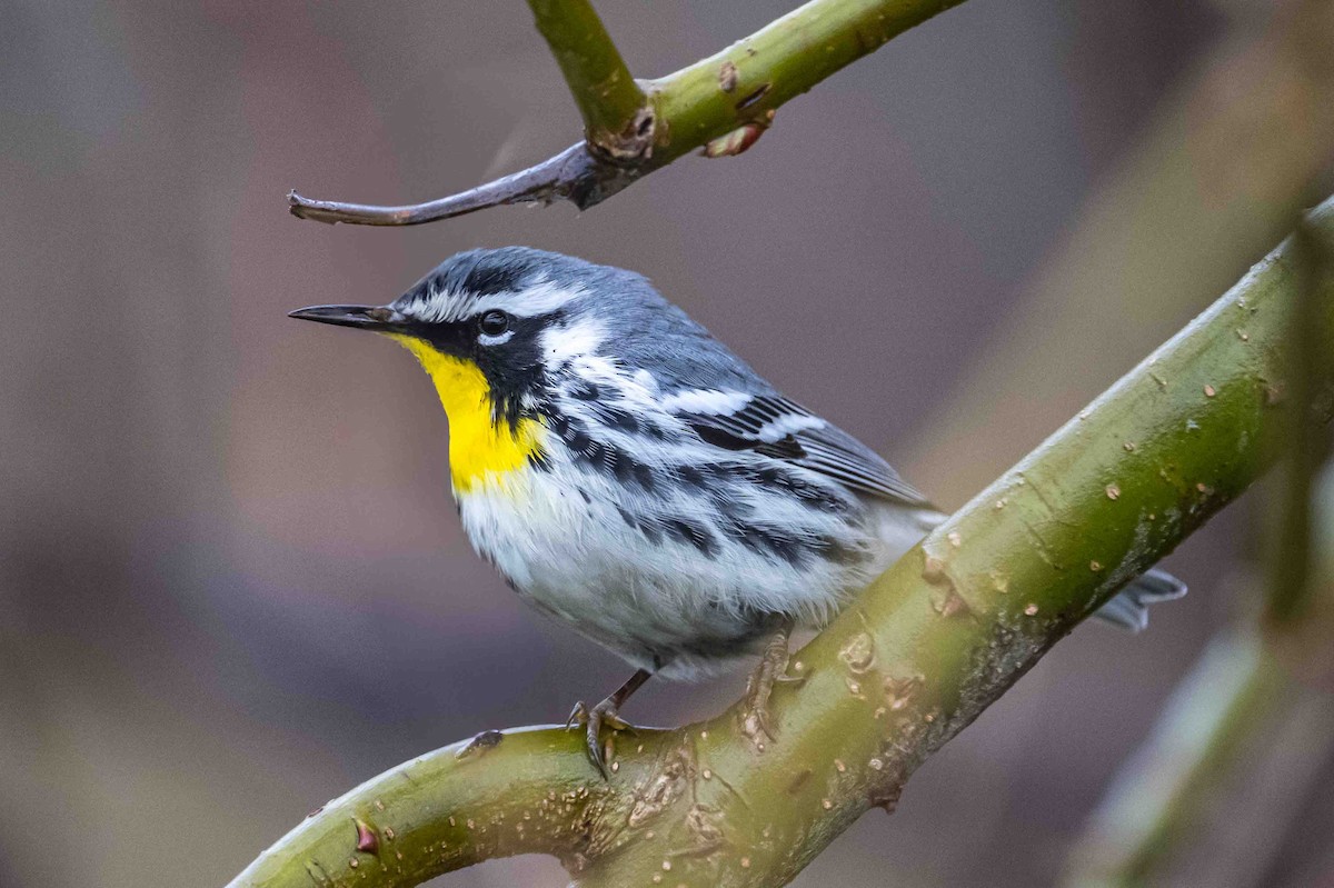Yellow-throated Warbler - ML634218935