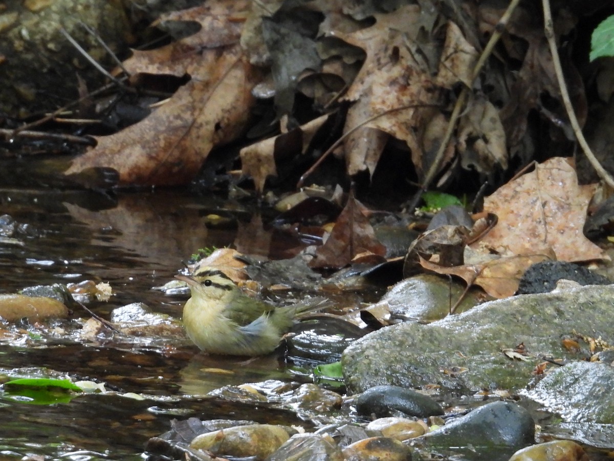 Worm-eating Warbler - ML634219166