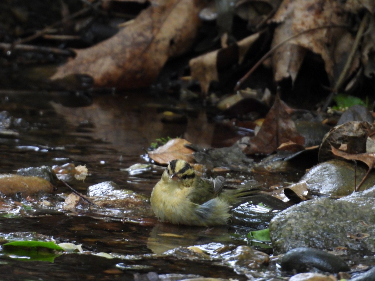 Worm-eating Warbler - ML634219169