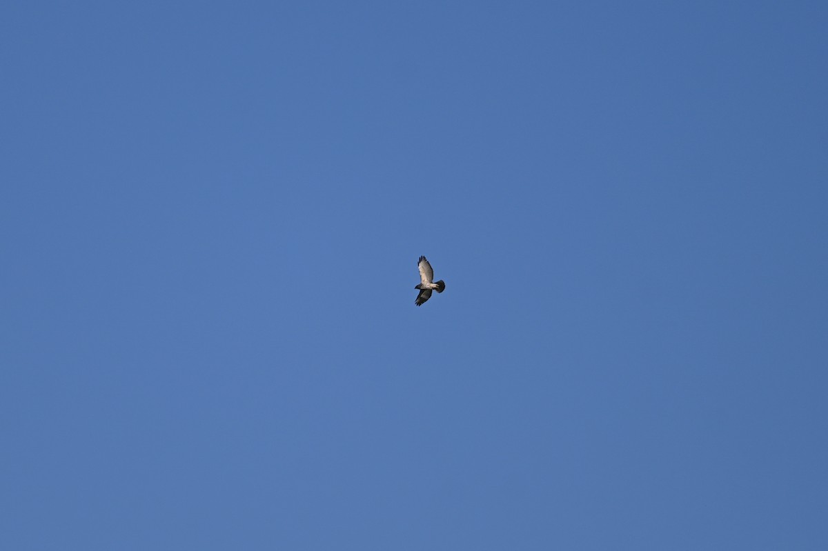 Broad-winged Hawk - ML634219173