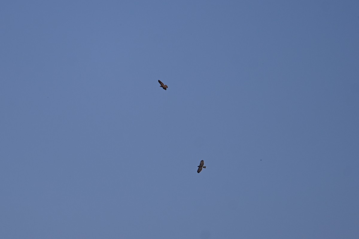 Broad-winged Hawk - ML634219174