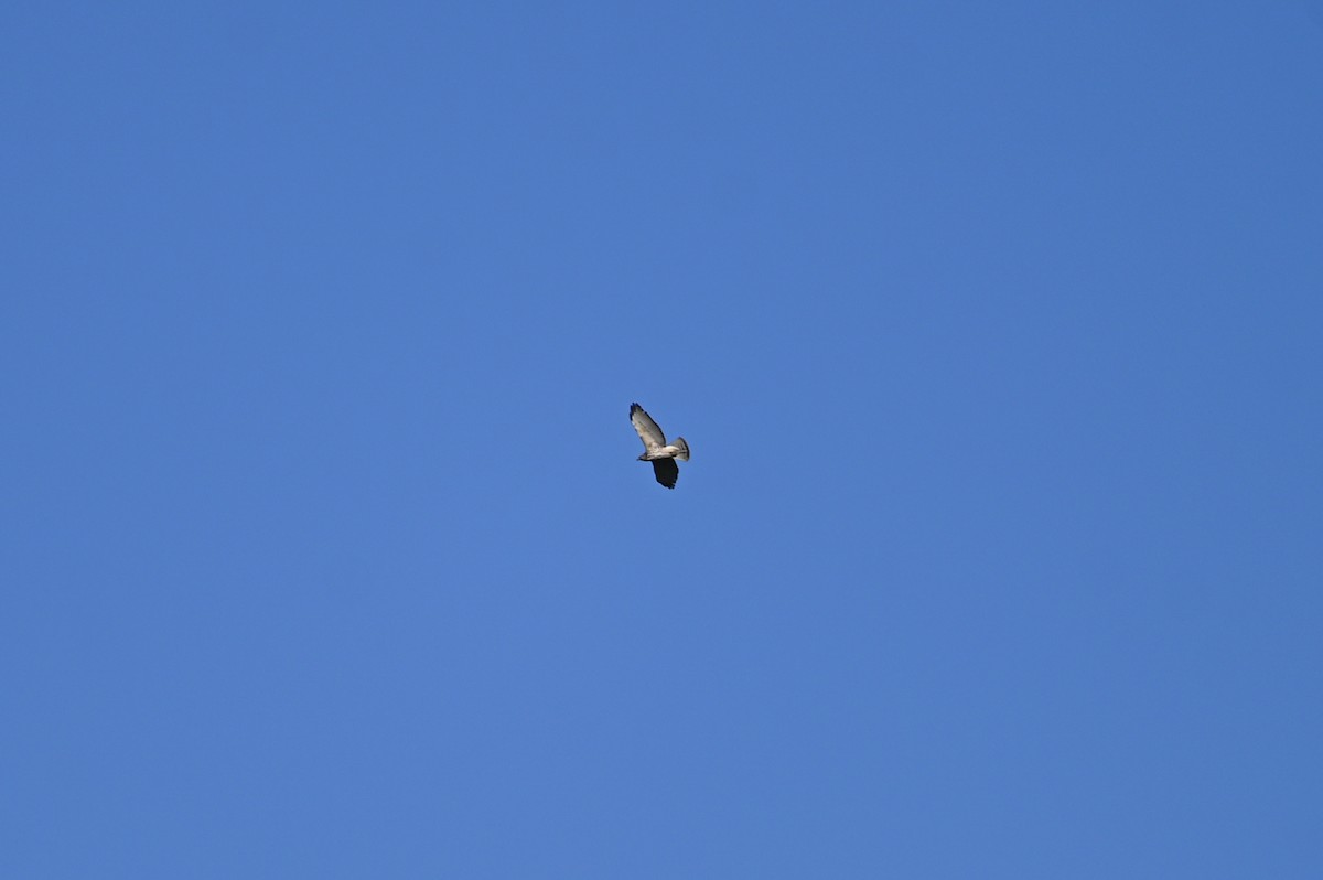 Broad-winged Hawk - ML634219175