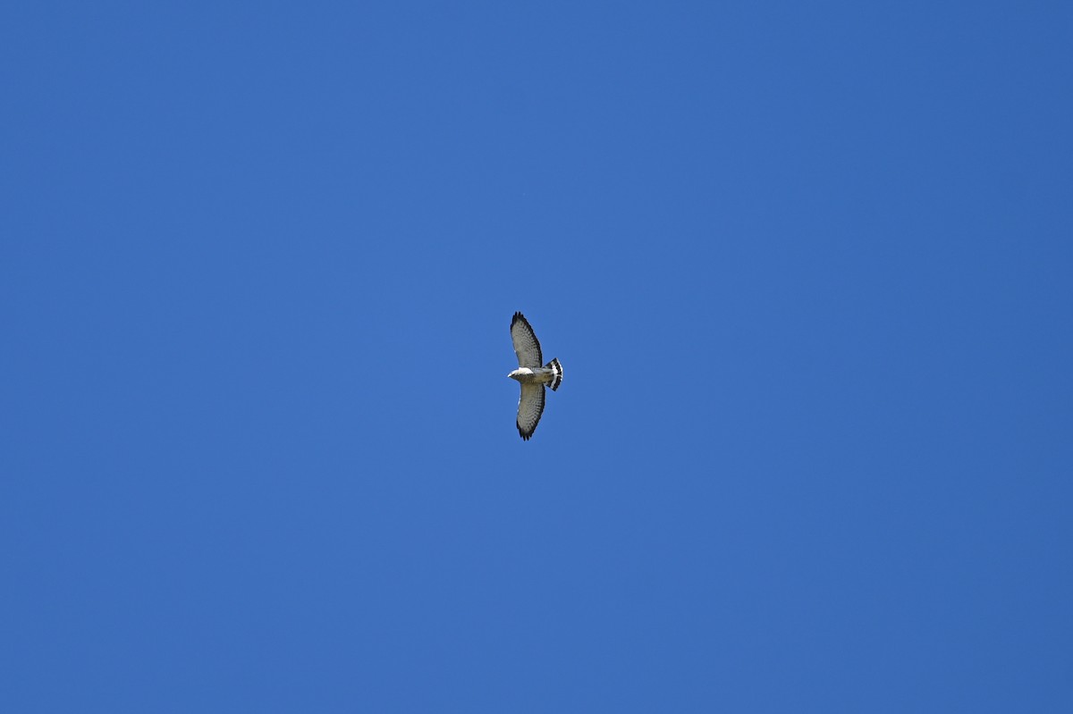 Broad-winged Hawk - ML634219176