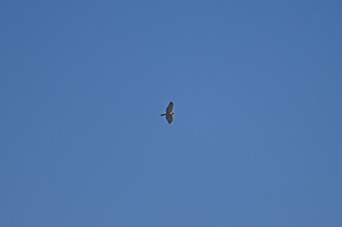 Broad-winged Hawk - ML634219177