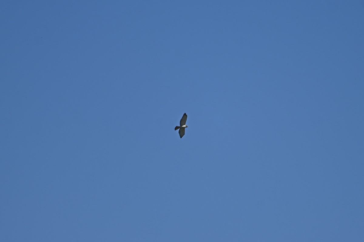 Broad-winged Hawk - ML634219178