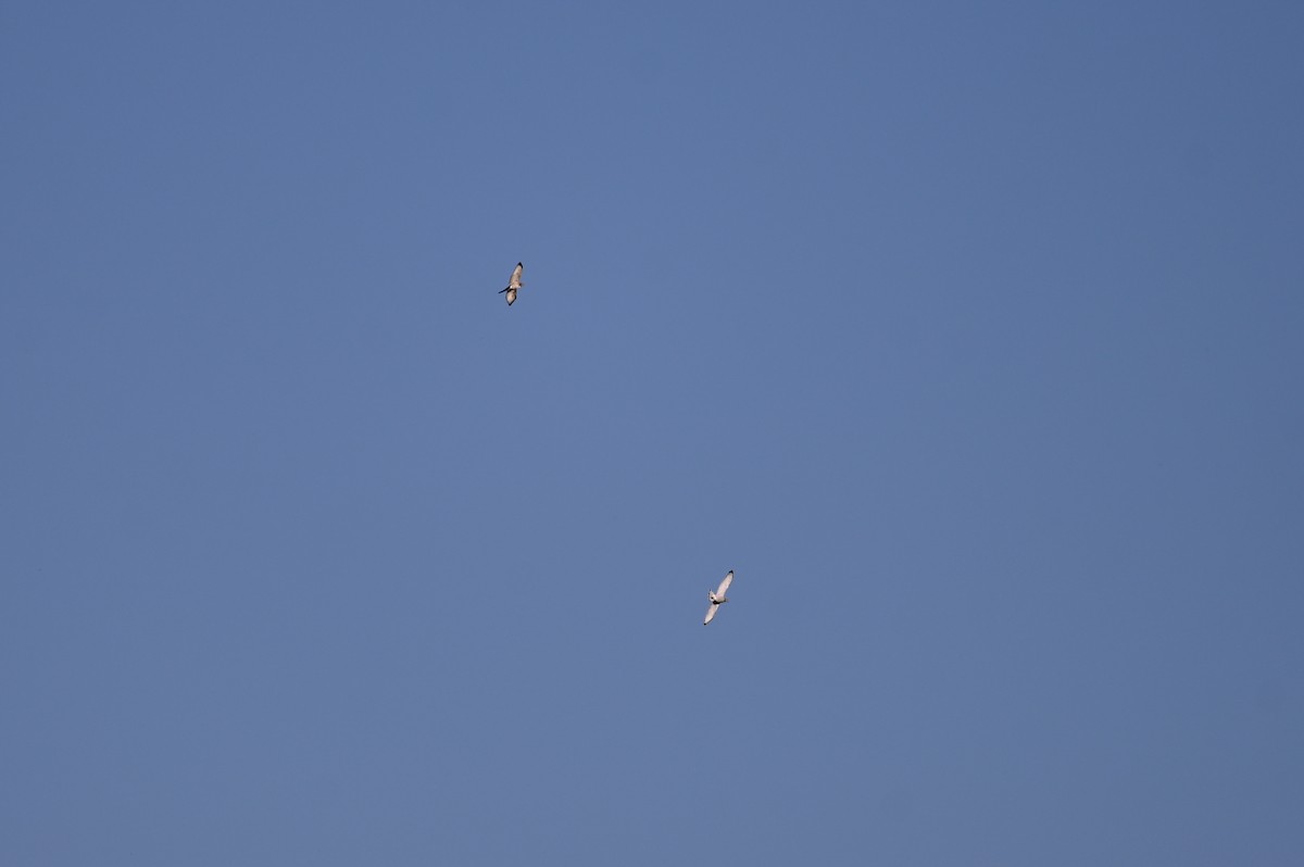 Broad-winged Hawk - ML634219179