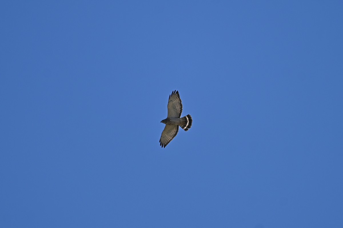 Broad-winged Hawk - ML634219180