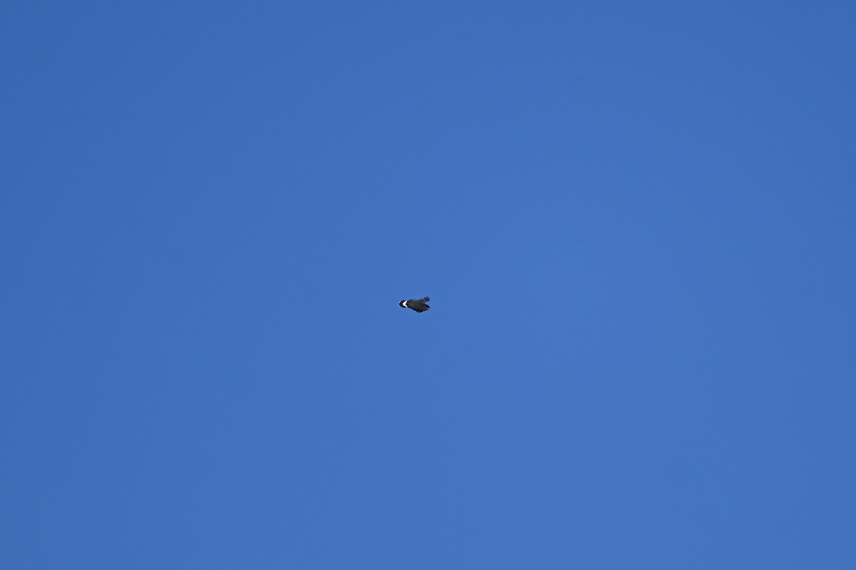 Common Black Hawk - ML634219189