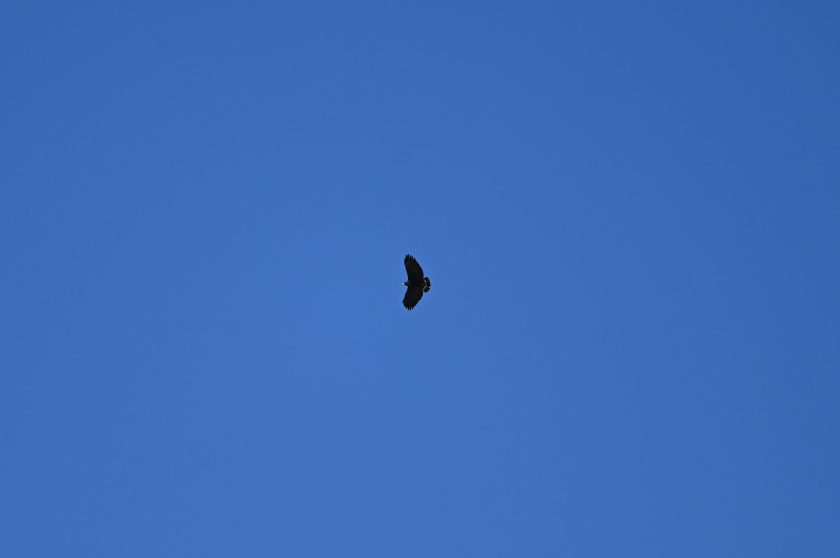 Common Black Hawk - ML634219190