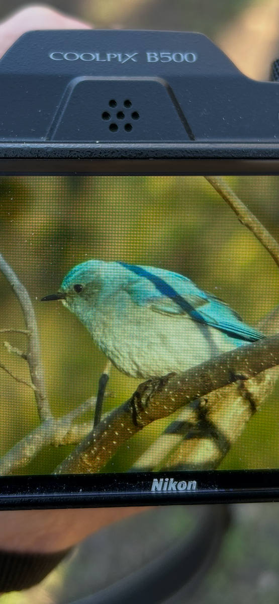 Mountain Bluebird - ML634219504