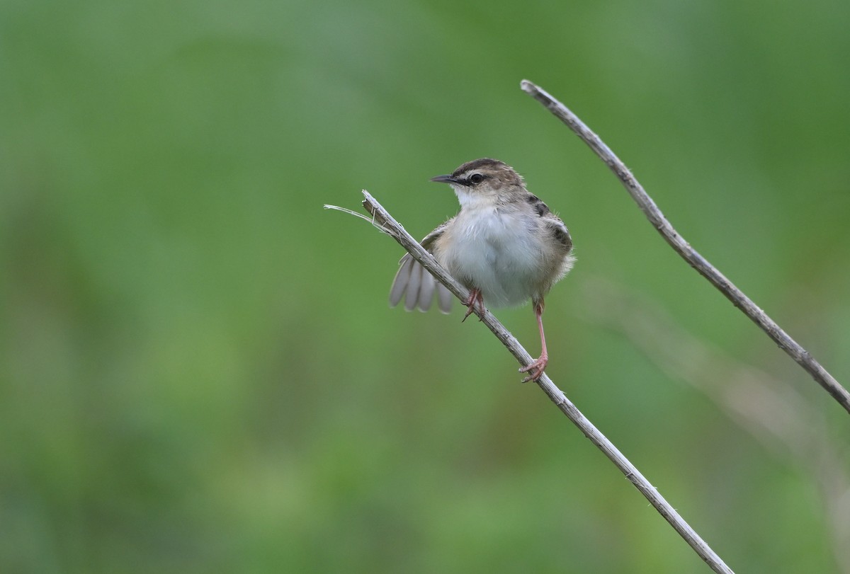 Zitting Cisticola - ML634219683