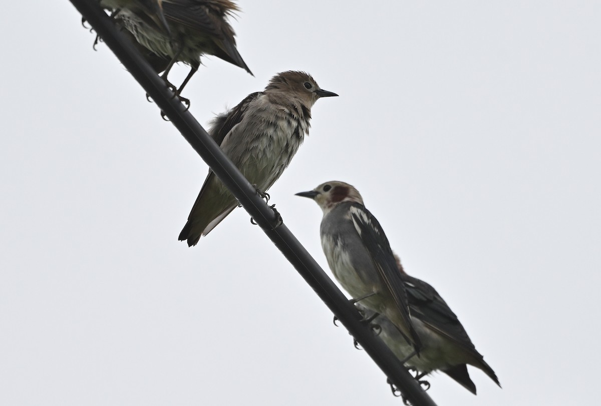 Chestnut-cheeked Starling - ML634219691