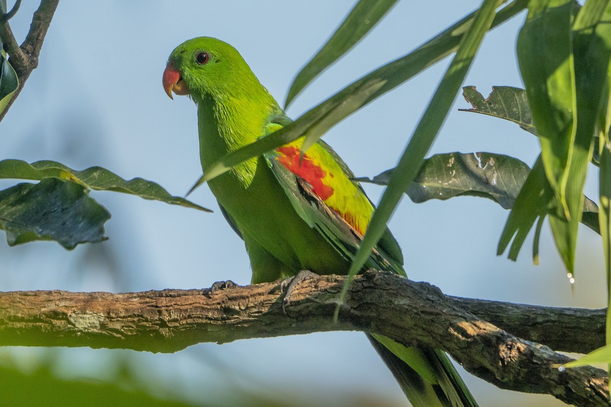 Olive-shouldered Parrot - ML634219793