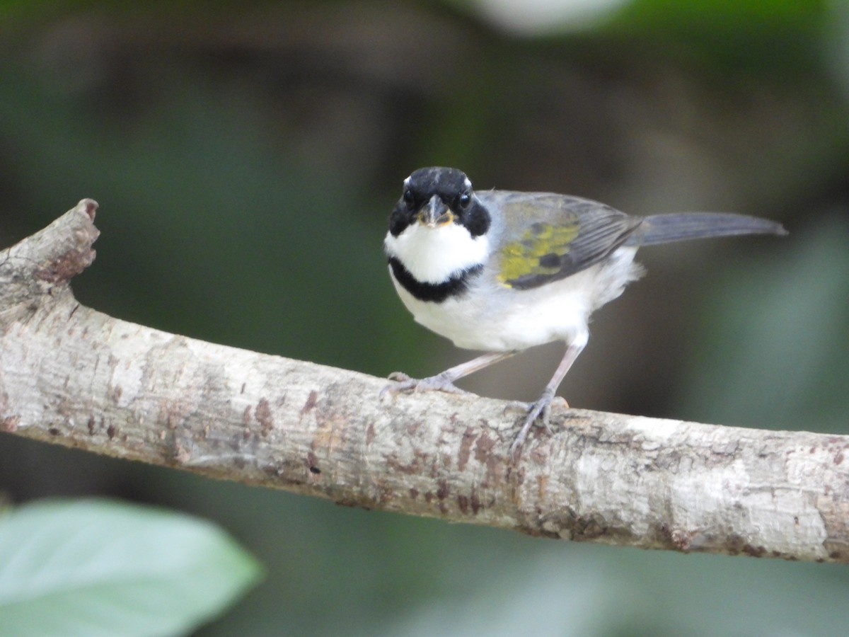 Saffron-billed Sparrow (Gray-backed) - ML634219830
