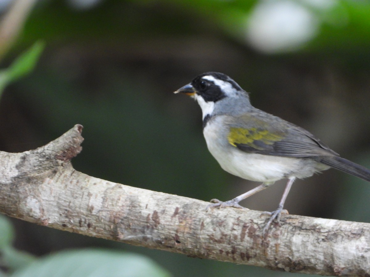 Saffron-billed Sparrow (Gray-backed) - ML634219831