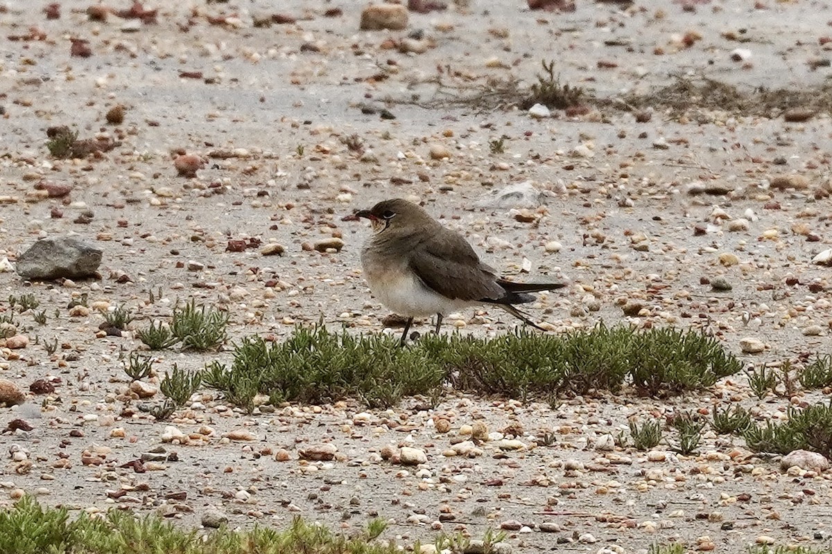 Луговая тиркушка - ML634219881