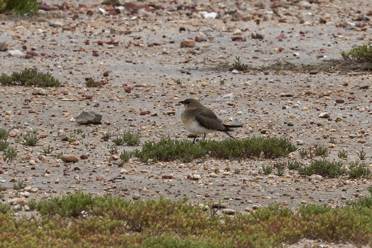 Луговая тиркушка - ML634219882
