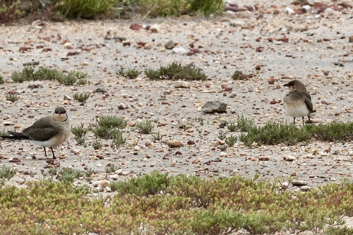 Луговая тиркушка - ML634219883