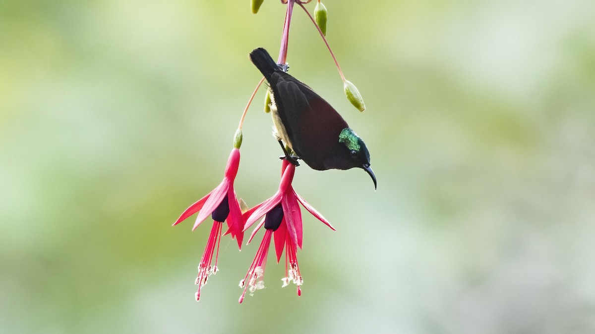 Crimson-backed Sunbird - ML634220179