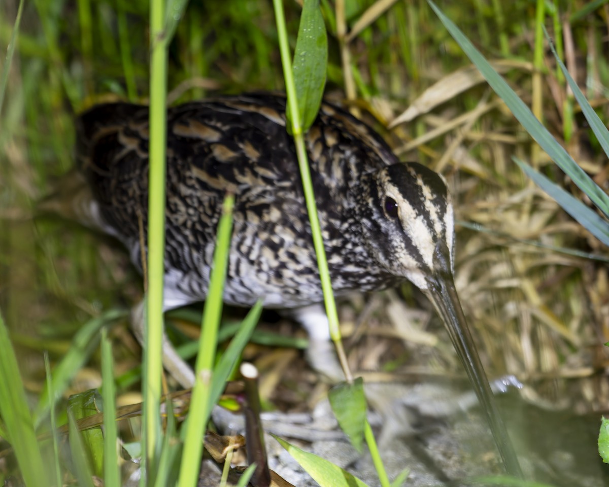 Giant Snipe - ML634220232