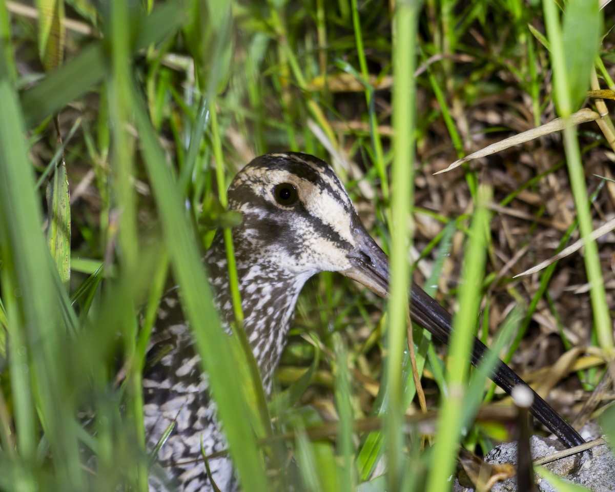 Giant Snipe - ML634220233