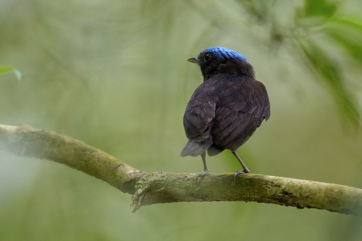 Blue-capped Manakin - ML634220400