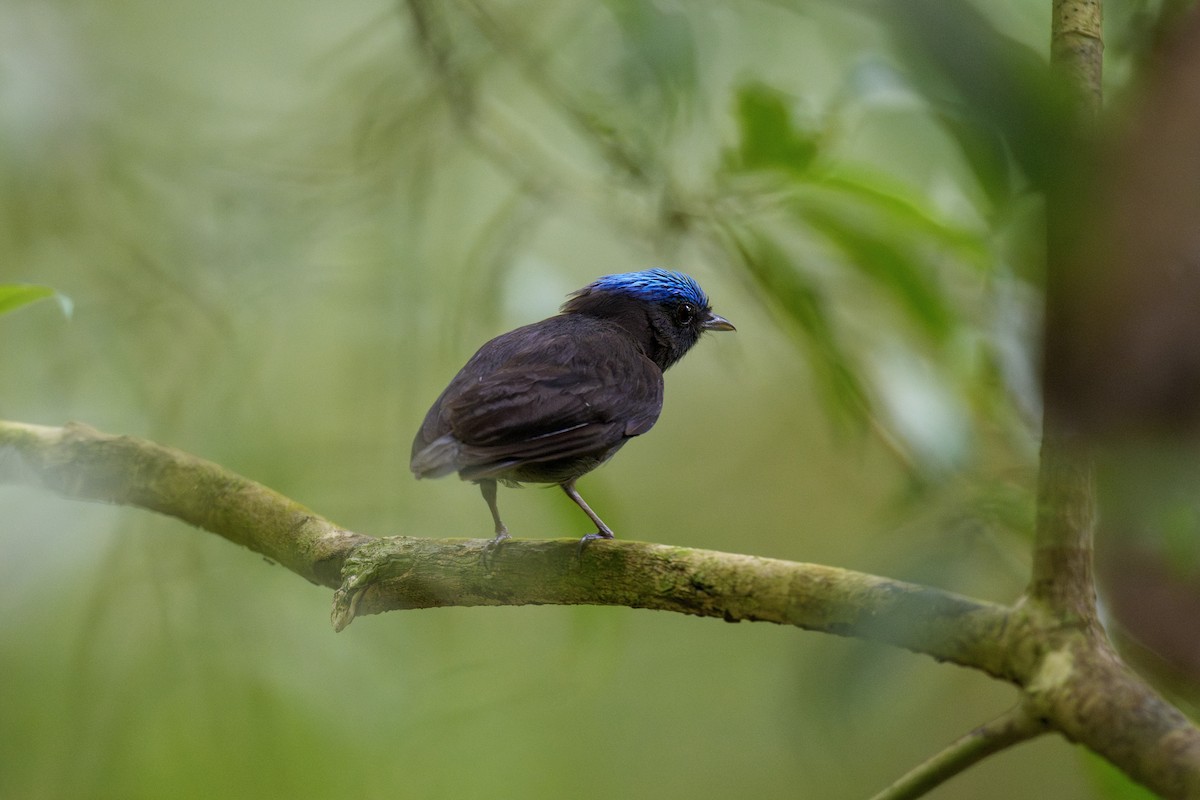 Blue-capped Manakin - ML634220401