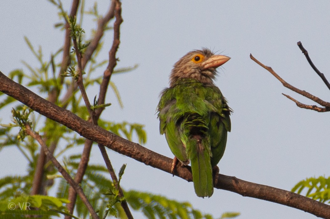 Lineated Barbet - ML634220407