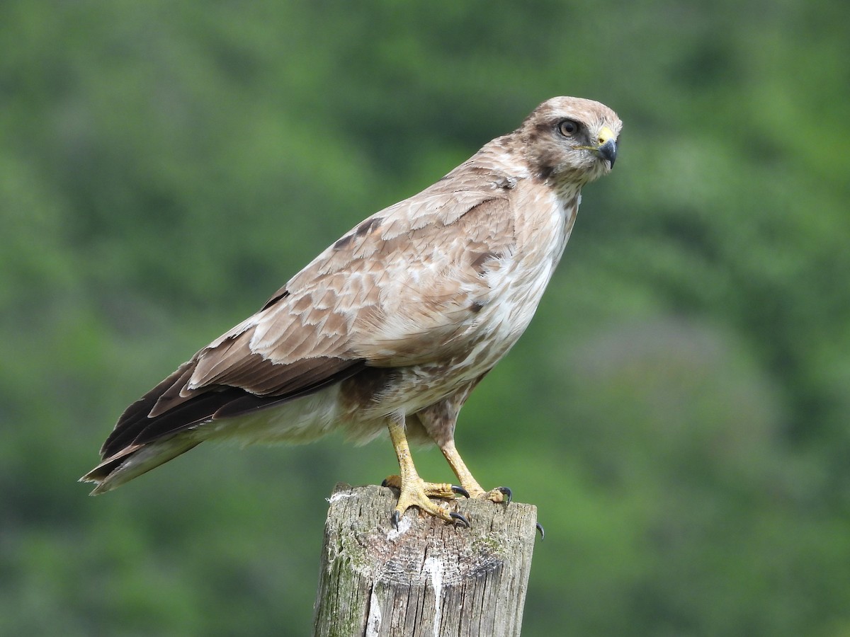 Buse variable - ML634220465