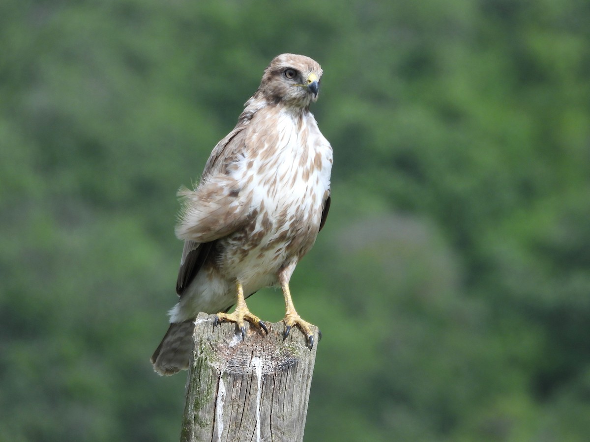 Buse variable - ML634220467