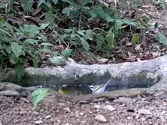 Golden-winged Warbler - ML634220502