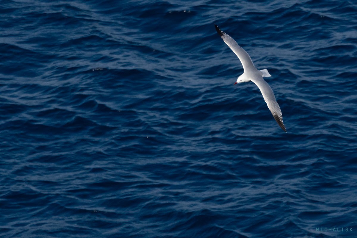 Audouin's Gull - ML634220534
