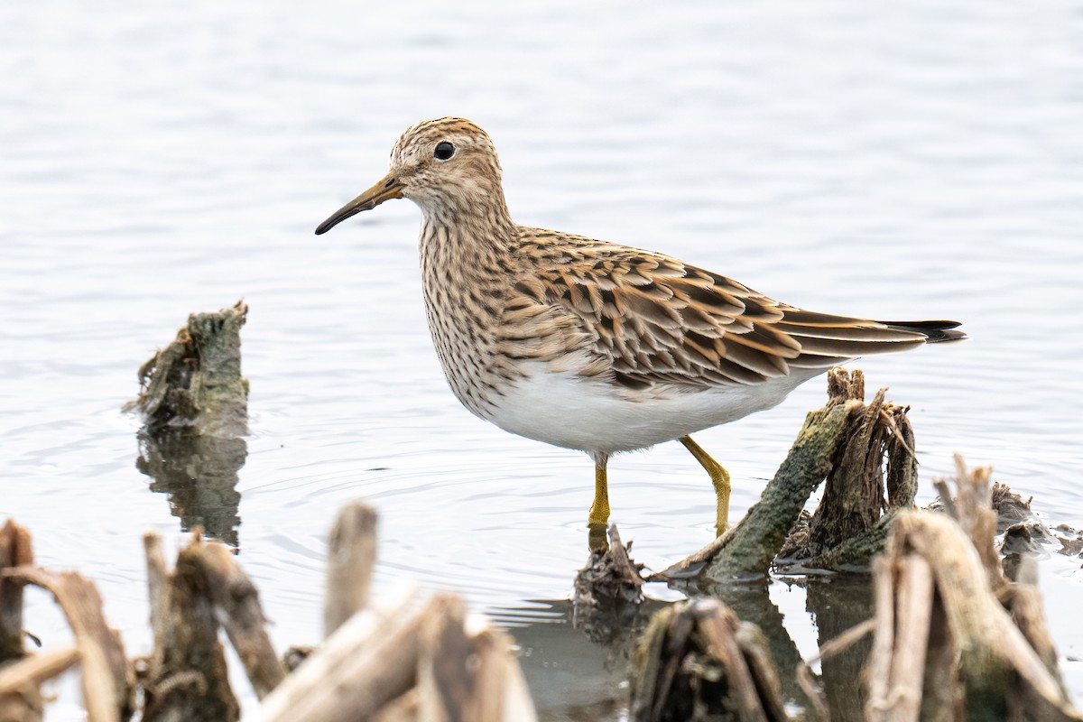 Graubrust-Strandläufer - ML634220586