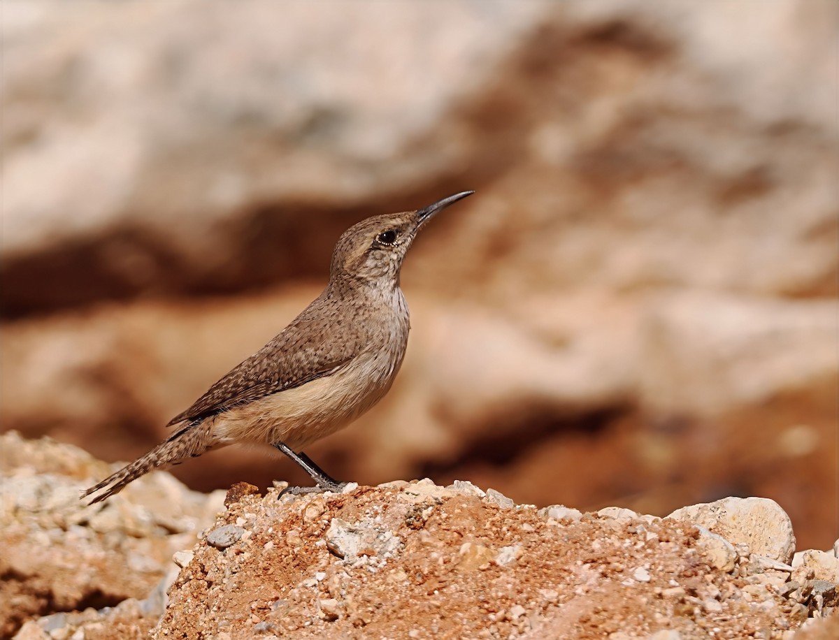 Rock Wren - ML634220603